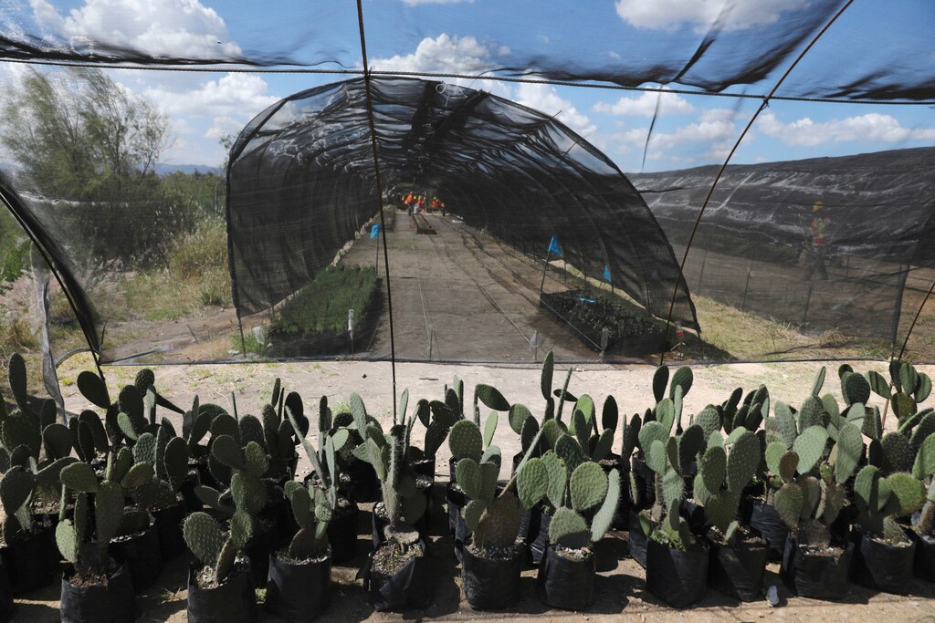 Workers prepare plants in an area near the canceled airport zone that is part of a project to conserve 12,200 hectares of land in Texcoco on the outskirts of Mexico City, Mexico September 3, 2020. Picture taken September 3, 2020. REUTERS/Henry Romero - RC2VTI98YDRK