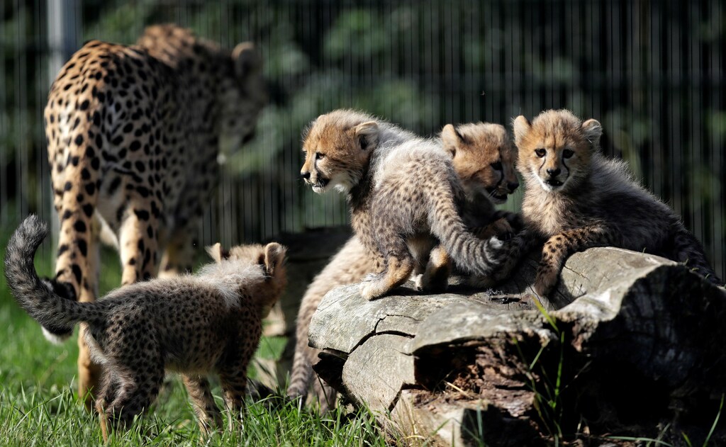 Newly-born cheetah cubs and their mother Savannah rest in their enclosure at Prague Zoo, Czech Republic, July 31, 2017. Quintuplets of cheetah cubs were born on May 15, 2017. REUTERS/David W Cerny - RTS19TLV