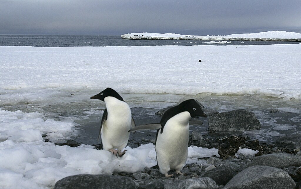 Two Adelie penguins rest on the shores of Commonwealth Bay in Antarctica