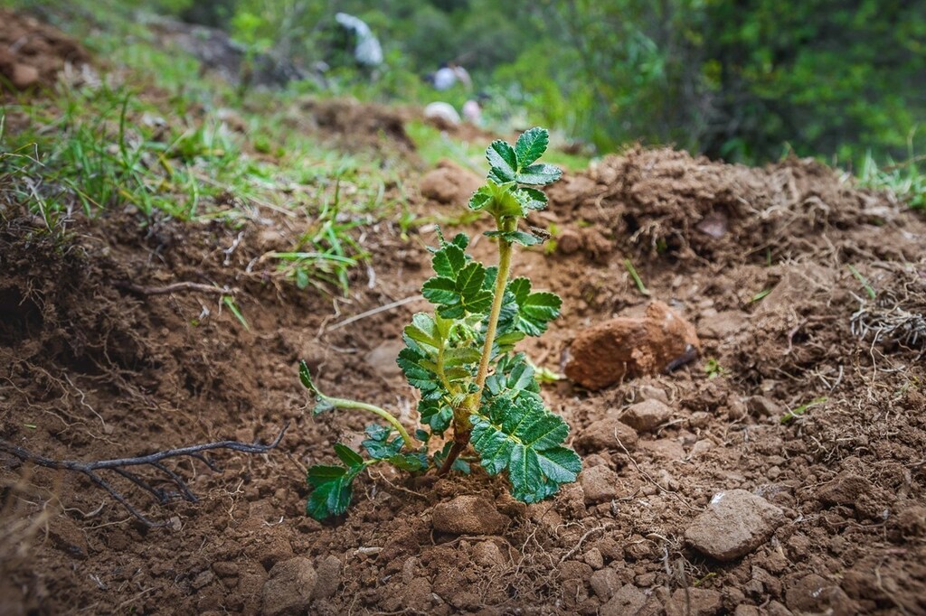 A Polylepis seedling taking root in the soil of the Peruvian Andes.