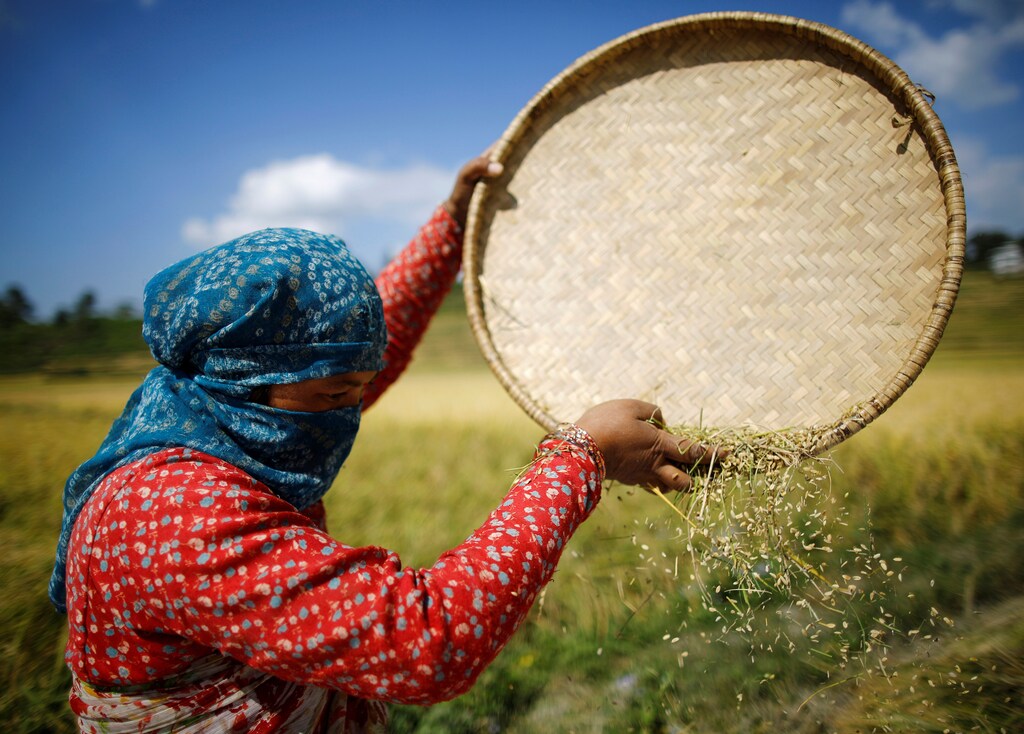 A farmer harvests rice on a field in Nepal.