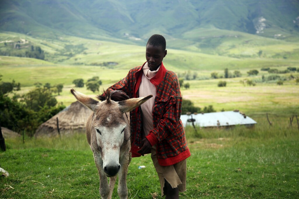 Farmers in South Africa, like this one here with a donkey, need more urgent agricultural support due to climate change.