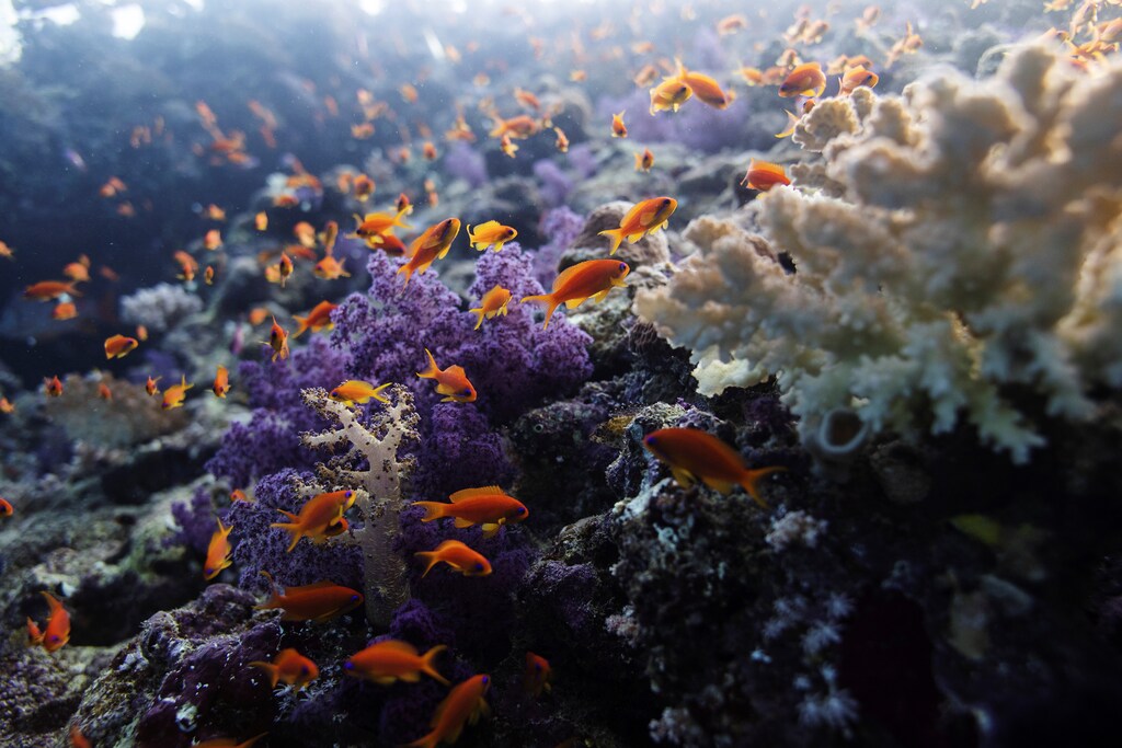 fish swim about in coral under the sea. over the next 20 years, we could lose 90% of all coral reefs.