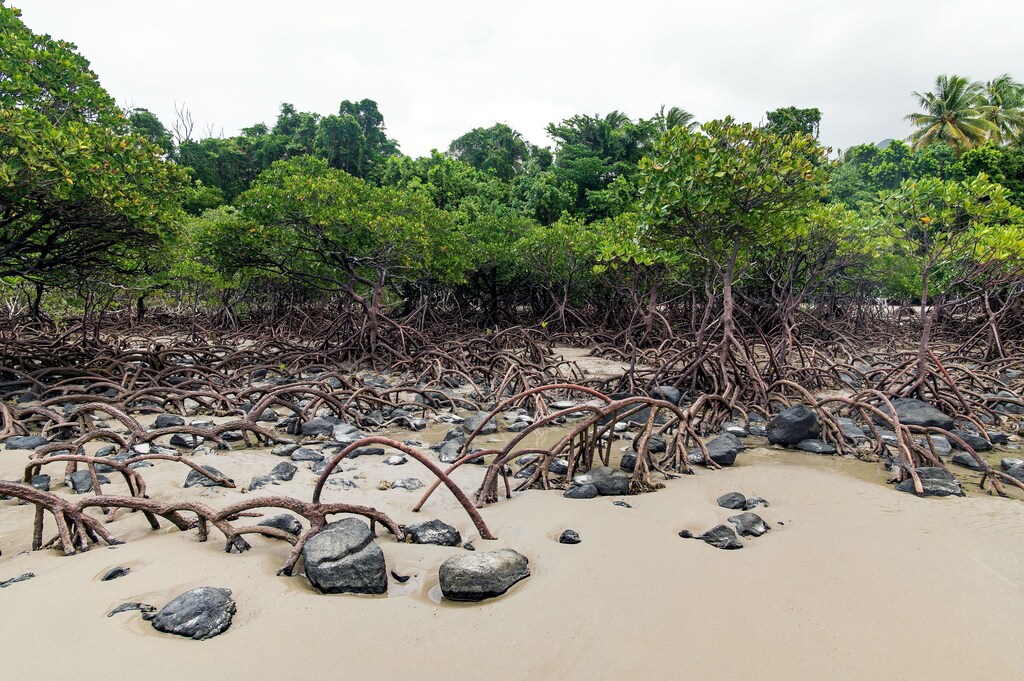A group of mangrove trees - an example of blue carbon - and their root structures is displayed at low tide.