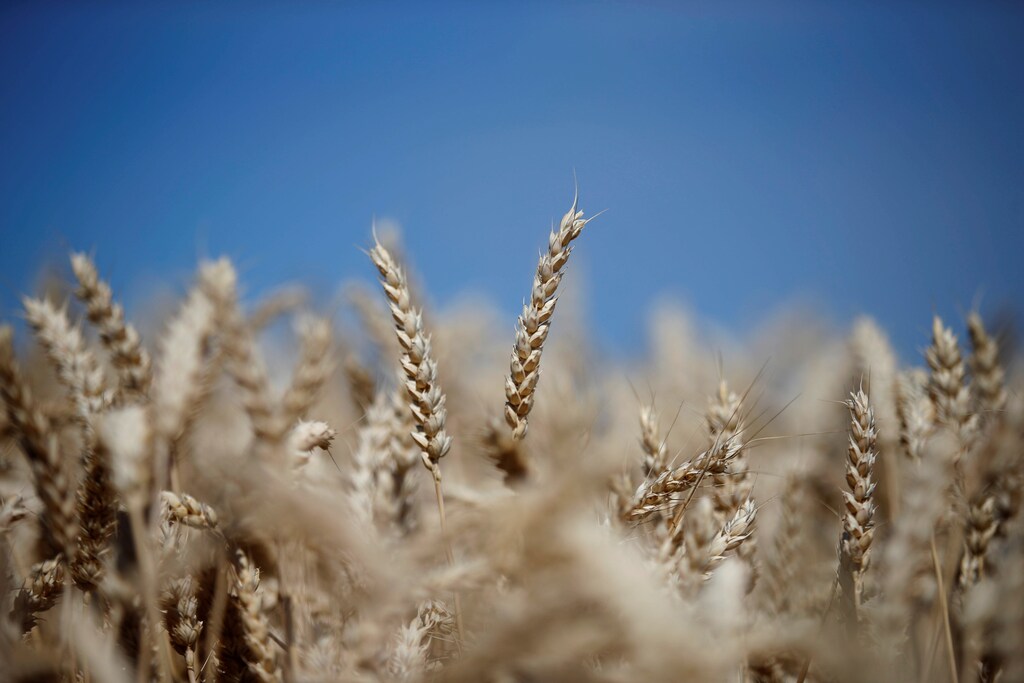 Ears of wheat are seen in a field in Schersheim near Strasbourg, France, July 5, 2019. REUTERS/Vincent Kessler - RC1B341BF7A0