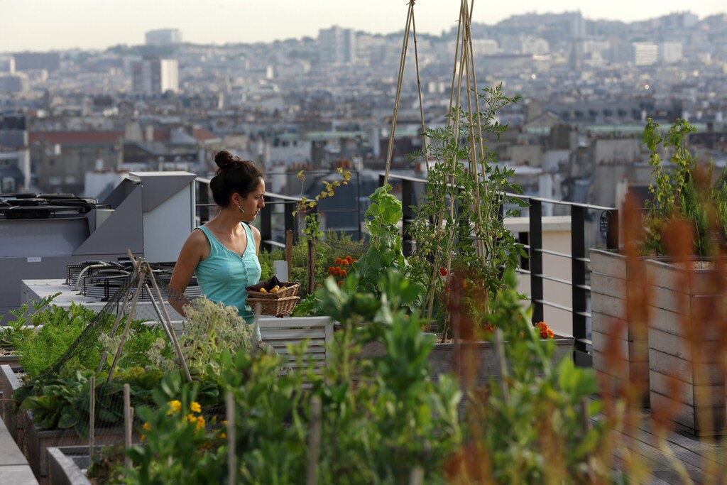 Sibylle, biotechnology engineering student, collects Orgeval yellow courgettes from the vegetable kitchen garden installed on the roof of La Mutualite building in Paris July 23, 2013. This rooftop urban vegetable patch is managed by Sibylle for the French Chef Eric Castandet to supply fresh seasonal produce to the restaurant 'Terroir Parisien' on the ground floor of the building. Currently emerging in French cities, green spaces have sprouted on the flat roofs of towns all over the world as part of the growing trend for urban agriculture in line with increased concern about the origins of our food. Picture taken July 23, 2013. REUTERS/Philippe Wojazer (FRANCE - Tags: ENVIRONMENT) - PM1E97N17P101