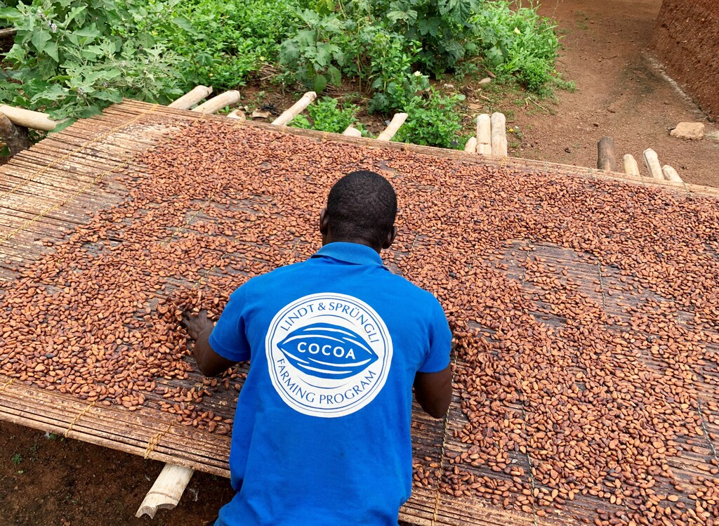 A Ghanian farmer dries cocoa beans.