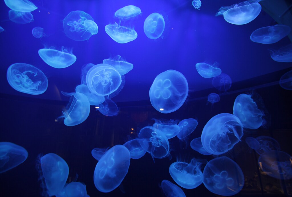 Jellyfishes swim in an aquarium of the Monaco oceanographic museum March 3, 2011. Prince Albert II of Monaco and his fiancee Charlene Wittstock will celebrate the gala diner at the oceanographic museum of Monaco following their wedding on July 2, 2011. REUTERS/Eric Gaillard (MONACO - Tags: ANIMALS ENVIRONMENT ROYALS) - PM1E7331C2K01