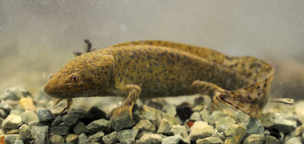 A salamander swims in an aquarium at Mexico City's National Autonomous University of Mexico (UNAM ) laboratory June 10, 2009. Scientists are genetically modifying a bizarre looking Mexican salamander, which according to ancient mythology is a transformed Aztec god, in the hope its ability to regenerate body parts will one day help human amputees. Also known as "water monsters," the half-foot-long (15-cm-long) axolotl is nearly extinct in its only remaining habitat: the polluted vestiges of Aztec canals that snake though southern Mexico City, packed with colourful boats carrying tourists and mariachi musicians. Picture taken June 10, 2009. REUTERS/Felipe Leon (MEXICO HEALTH SCI TECH) - GM1E56I096301
