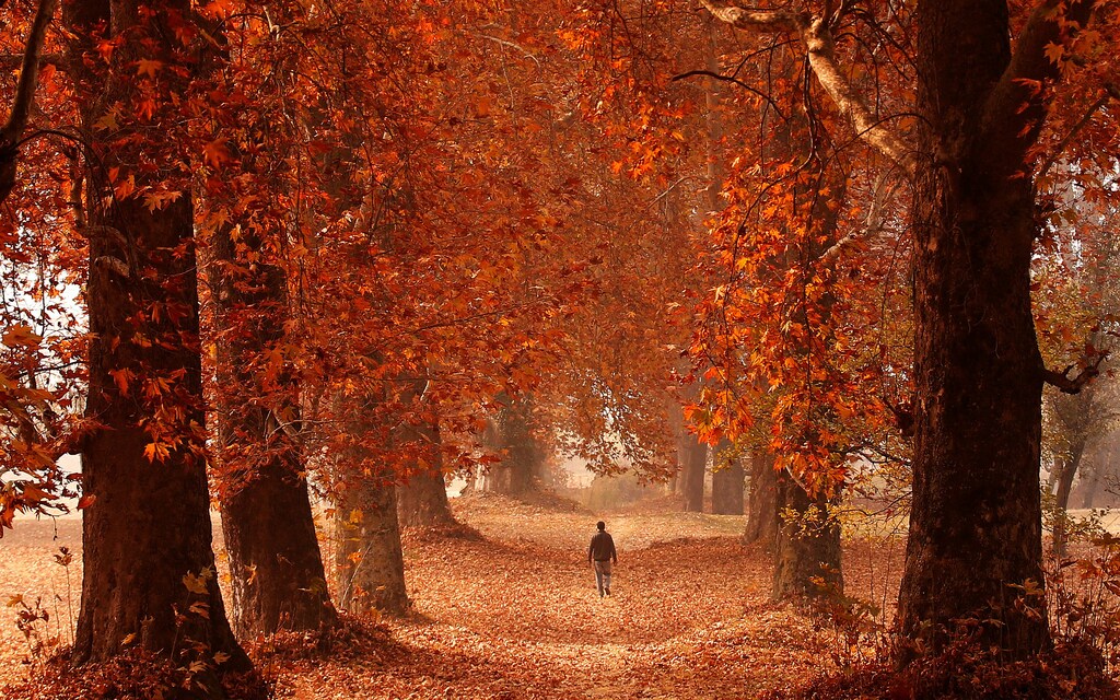 A man walks through a garden on an autumn day in Srinagar, Indian-administered Kashmir, November 15, 2016. REUTERS/Danish Ismail TPX IMAGES OF THE DAY - D1BEUMYSKWAA