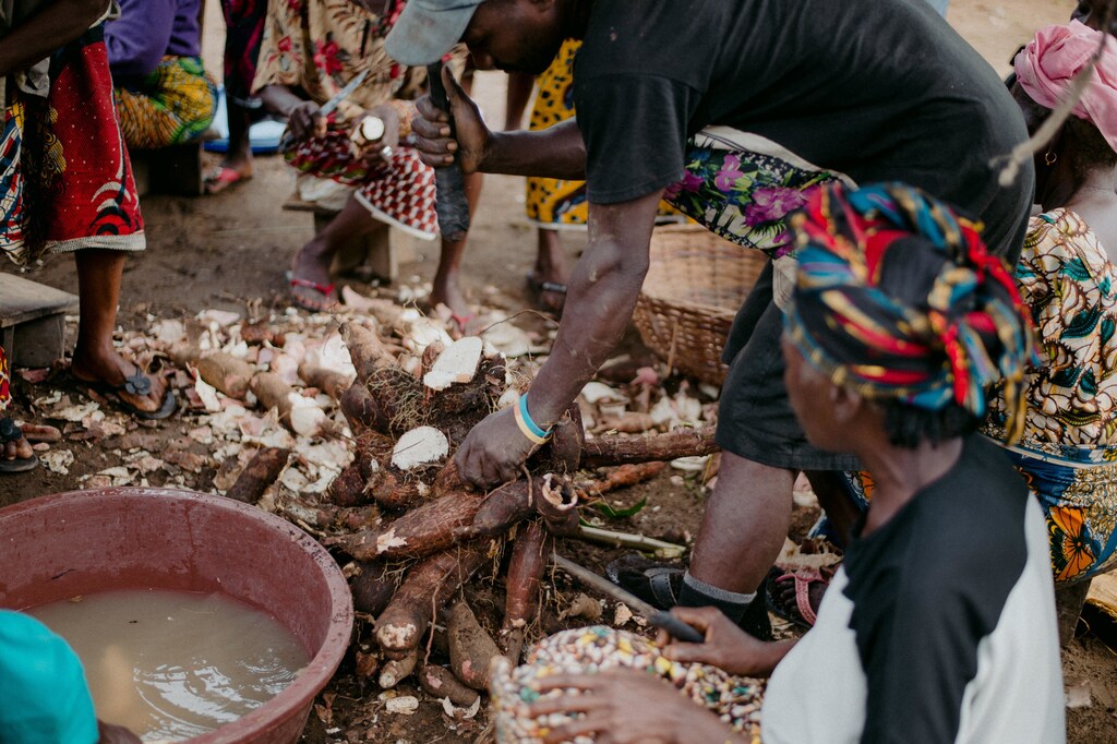 Cassava farming in Sierra Leone.