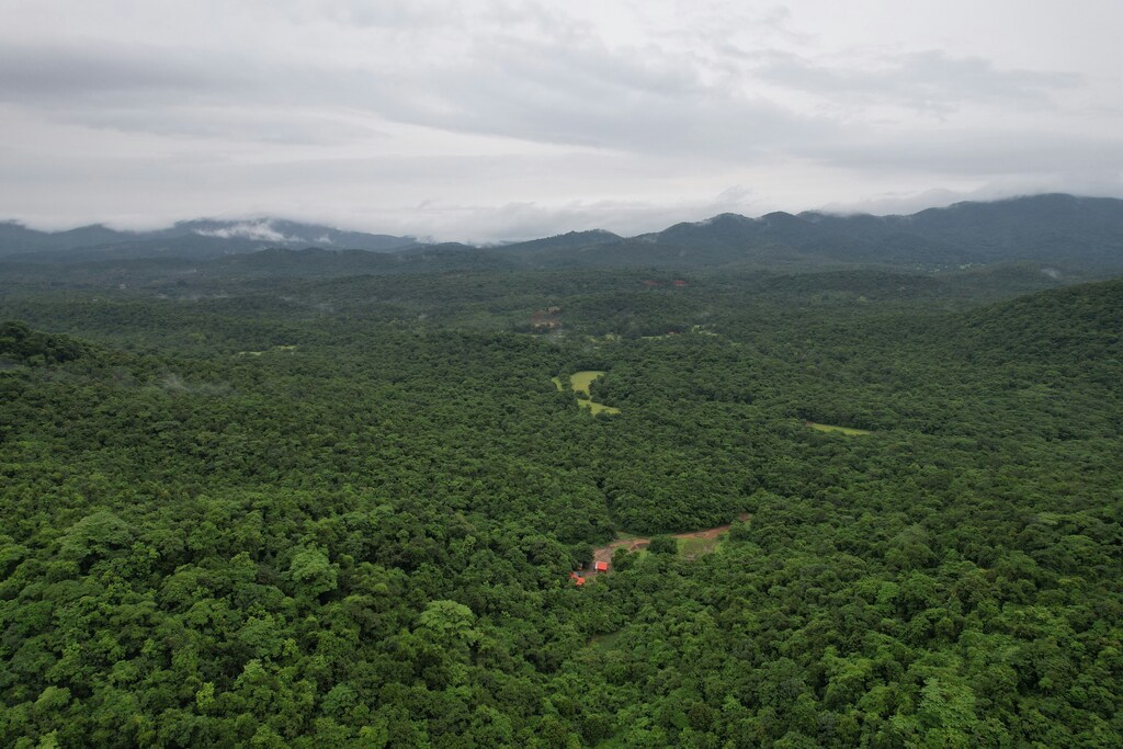 Tropical forest in South Goa, India.
