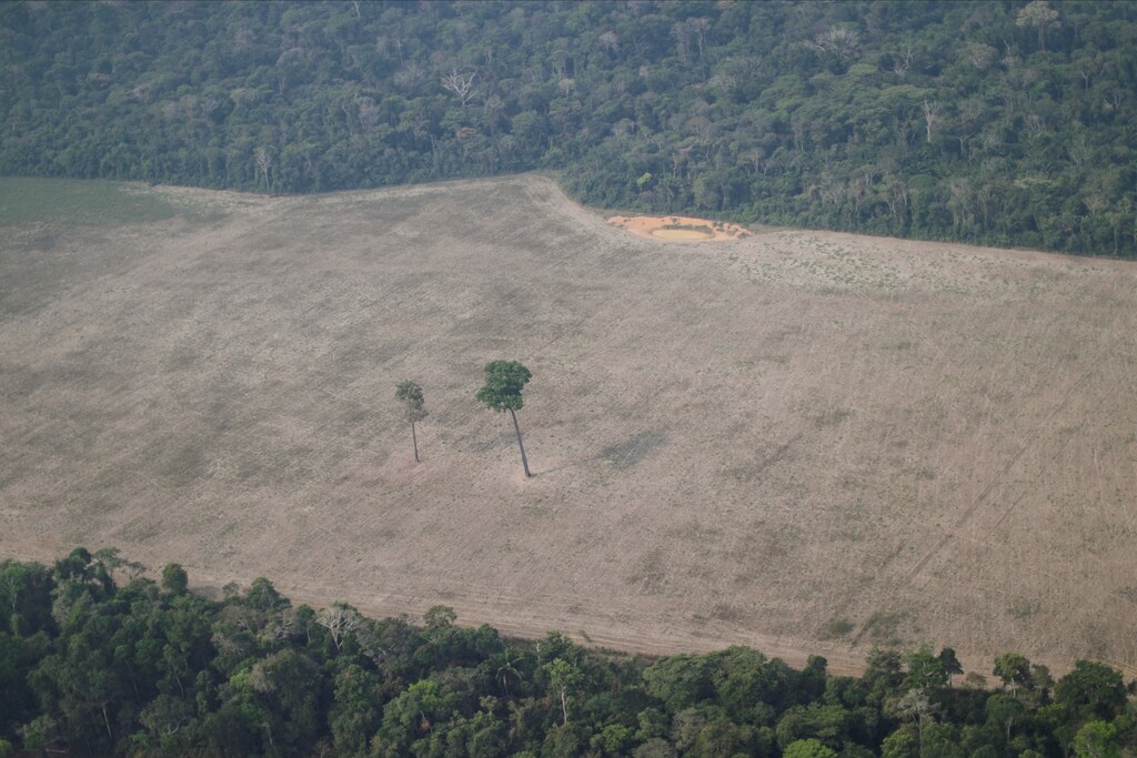 An aerial view shows a tree at the center of a deforested plot of the Amazon near Porto Velho, Rondonia State, Brazil August 14, 2020.