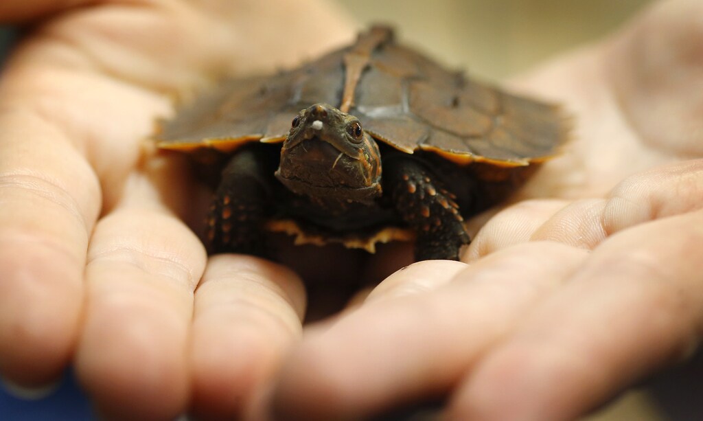 A keeper holds the first Spiny turtle to be bred in the UK in the turtle breeding room at Chester Zoo in Chester, northern England June 13, 2013. The turtle, who's species is faced with extinction in the wild, was bred from two animals confiscated from an illegal haul by wildlife authorities in Hong Kong. REUTERS/Phil Noble (BRITAIN - Tags: ENVIRONMENT SOCIETY) - LM1E96D11CA01