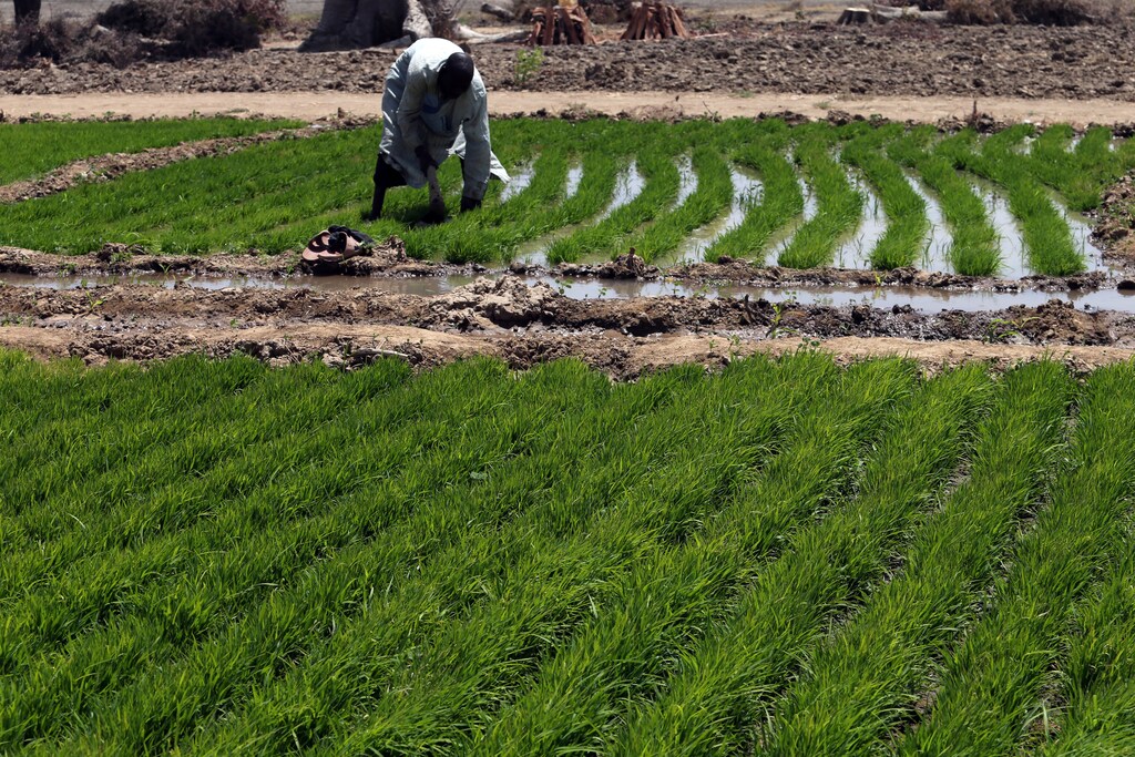 A farmer works with rice sprouts on a farm in Dabua, Bauchi, Nigeria March 2, 2017. Picture taken March 2, 2017. REUTERS/Afolabi Sotunde - RTS124Y3