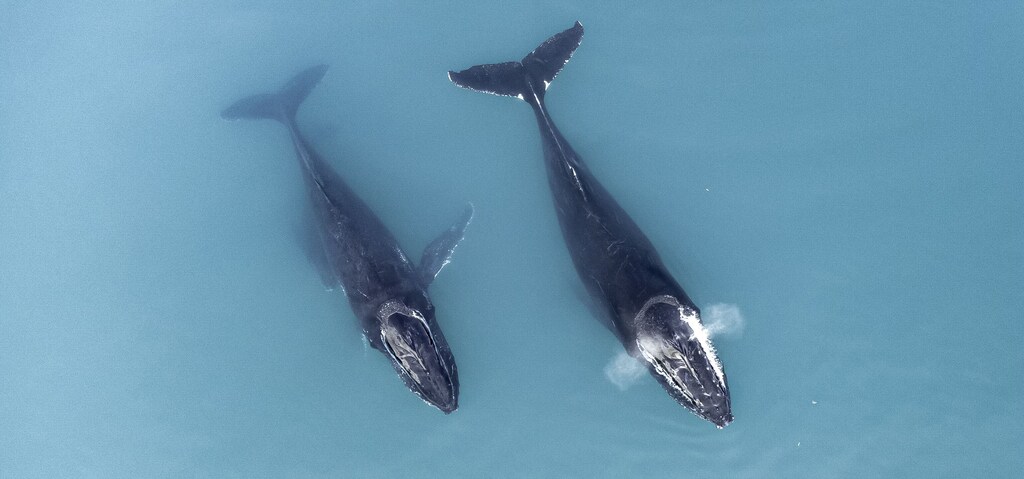 並んで泳ぐ2頭のクジラを真上から見た写真。20年にわたる交渉を経て、公海条約が国際法として正式に発効しました。