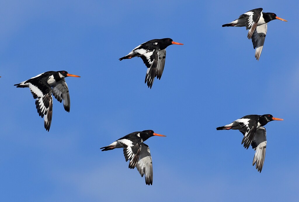 Thousands of wading birds, including Oystercatcher, fly onto dry sandbanks during the month's highest tides at The Wash estuary, near Snettisham in Norfolk, Britain, September 13, 2018. REUTERS/Toby Melville - RC18DC28F680