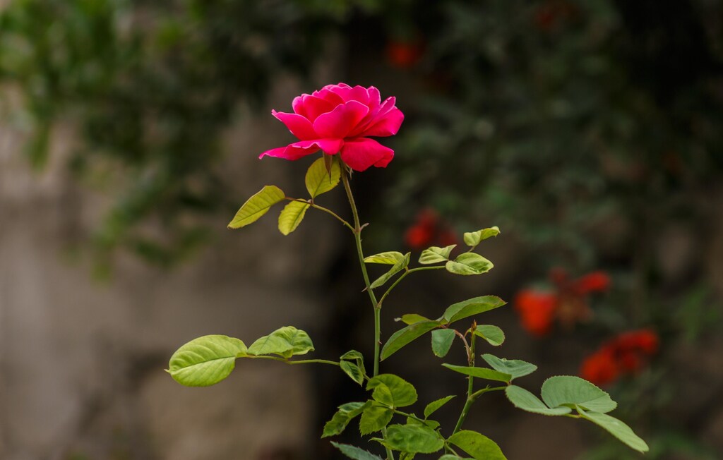 Una rosa con otras plantas detrás.