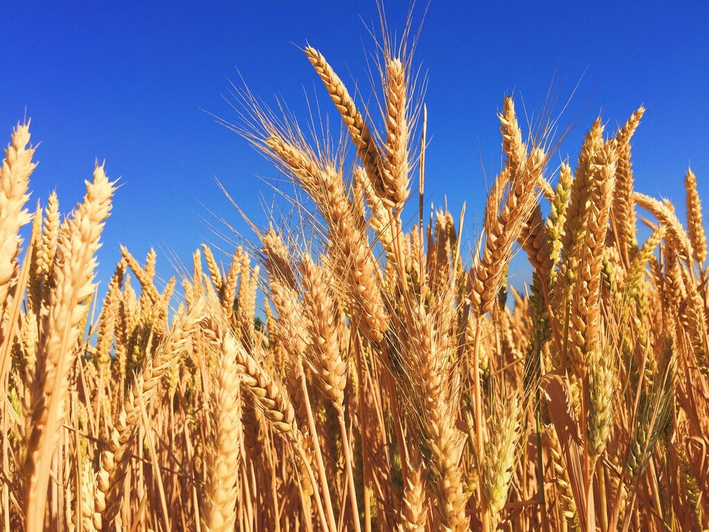 The conflict in Ukraine has had an impact on food prices