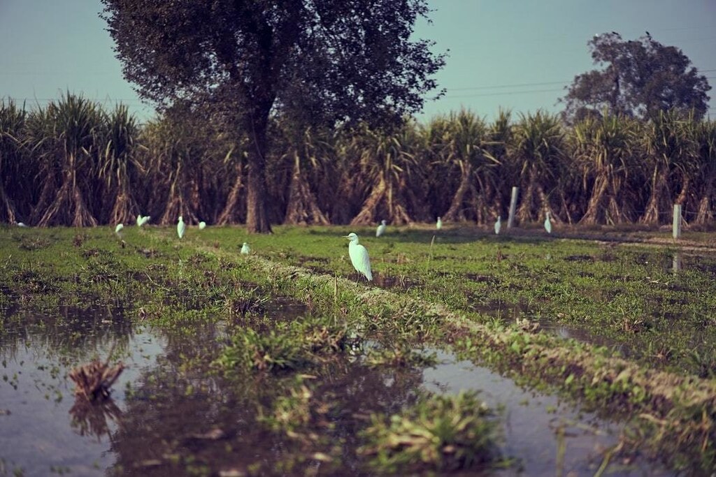 White cranes looking for worms in a freshly watered farm field.