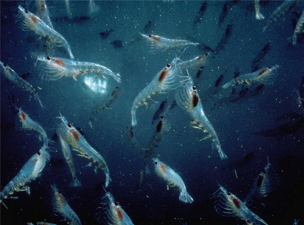Antarctic krill. data
