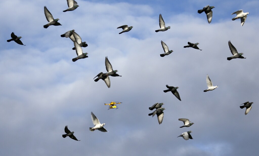 A flock of pigeons flies with a prototype "parcelcopter" of German postal and logistics group Deutsche Post DHL in Bonn December 9, 2013.