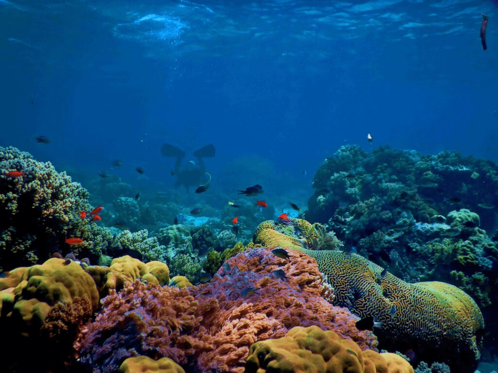 Coral reefs with tropical fish climate crisis