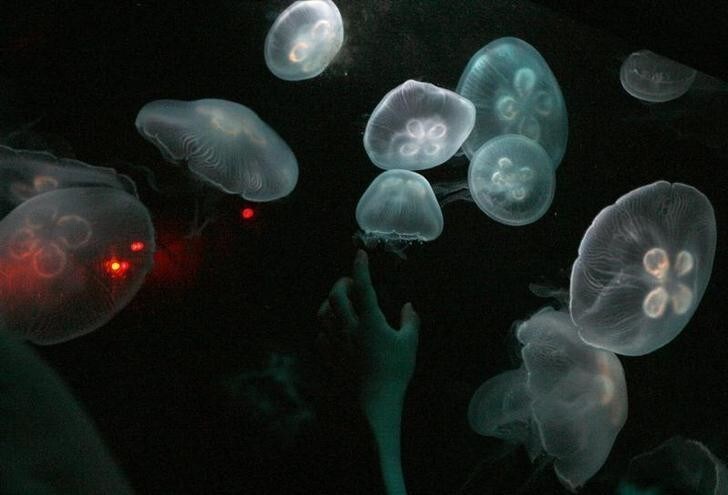 A girl tries to reach moon jellyfish inside a tank at the Sunshine International Aquarium in Tokyo May 18, 2008. REUTERS/Toru Hanai (JAPAN)