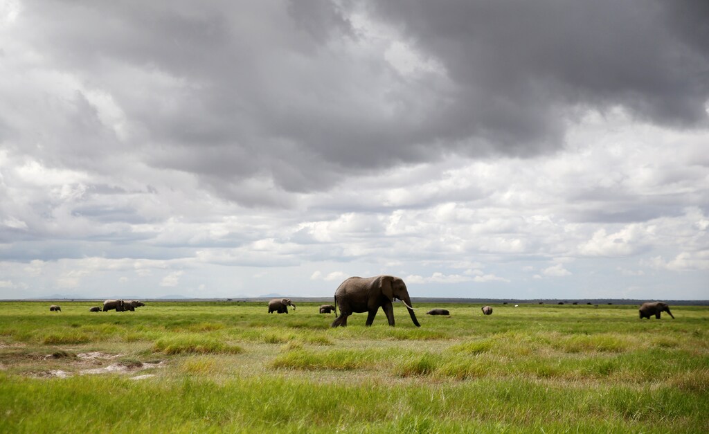 Elephants graze in the open field within the Amboseli National Park, southeast of Kenya's capital Nairobi, April 25, 2016. REUTERS/Thomas Mukoya - D1AETALCGXAB