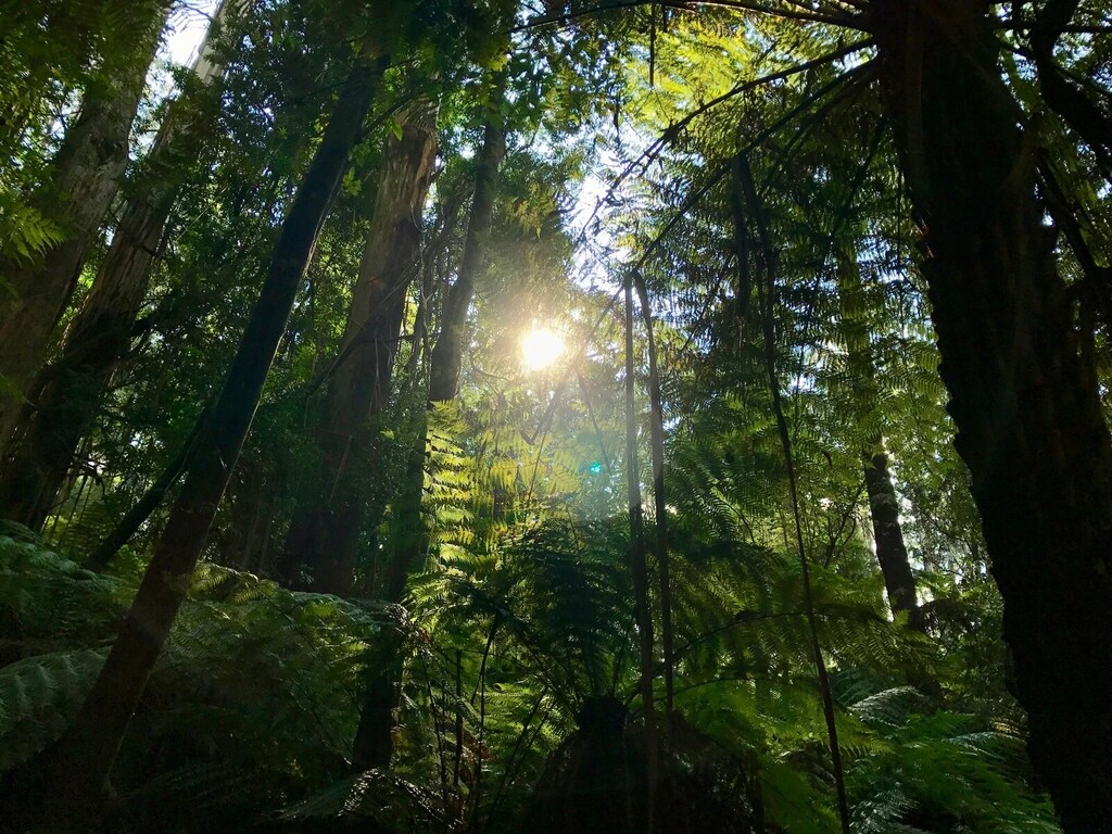 Vista de un bosque australiano.