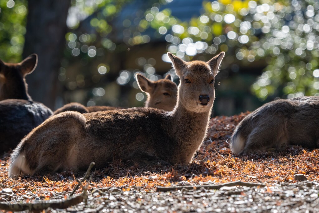 Human activity is destroying biodiversity faster than ever before.
