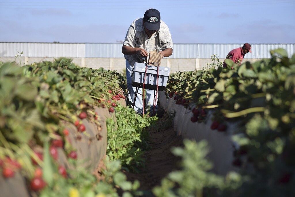 Farmworkers pick strawberries at a farm in the town of San Quintin, Baja California March 25, 2015. Thousands of farmworkers went on strike on March 17 to demand better wages and working conditions in the agricultural region of Baja California, halting the havest of vegetables and fruits for export to the U.S., local media reported. The Ministry of Labour said in a statement last Friday that 28,000 workers, most of them indigenous from the states of Oaxaca, Guerreo, Chiapas and Chihuahua, are affected by the slave-like conditions of some companies. REUTERS/Rafael Blancas - RTR4UWBT