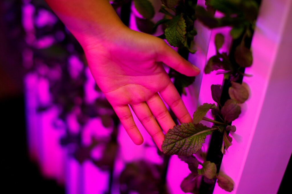 Farmer Nabeela Lakhani inspects Red Giant mustard greens growing inside her hydroponic climate controlled farm, one of 10 repurposed 320-square-foot metal shipping containers where entrepreneur farmers enrolled in the "Square Roots" farming program are growing and selling a variety of greens in the parking lot of a former Pfizer factory in the Brooklyn Borough of New York City, U.S. on May 5, 2017. Picture taken May 5, 2017. REUTERS/Mike Segar - RC158B706050