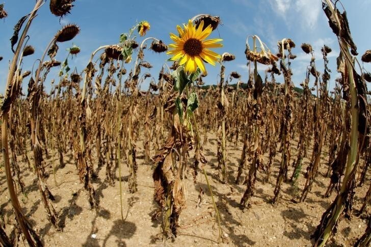 A sunflower blooms in between dried-out ones during hot summer weather on a field near the village of Benken, Switzerland August 6, 2018. Picture taken with a fisheye lens. REUTERS/Arnd Wiegmann TPX IMAGES OF THE DAY