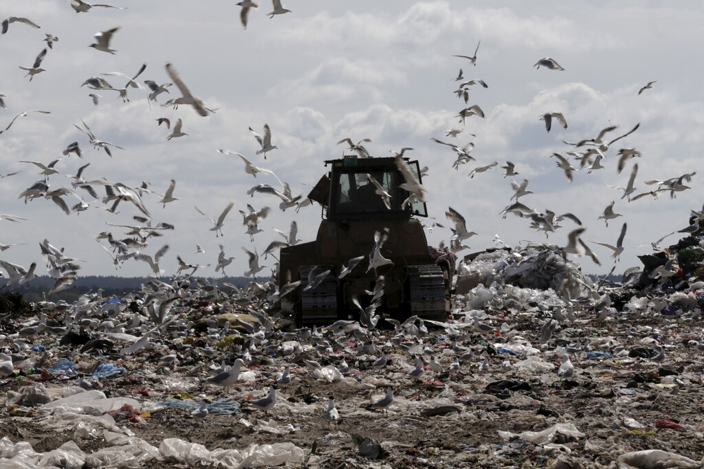 Seagulls fly around as a tractor works in the landfill of waste management company "Getlini EKO" in Riga, Latvia, June 30, 2015.