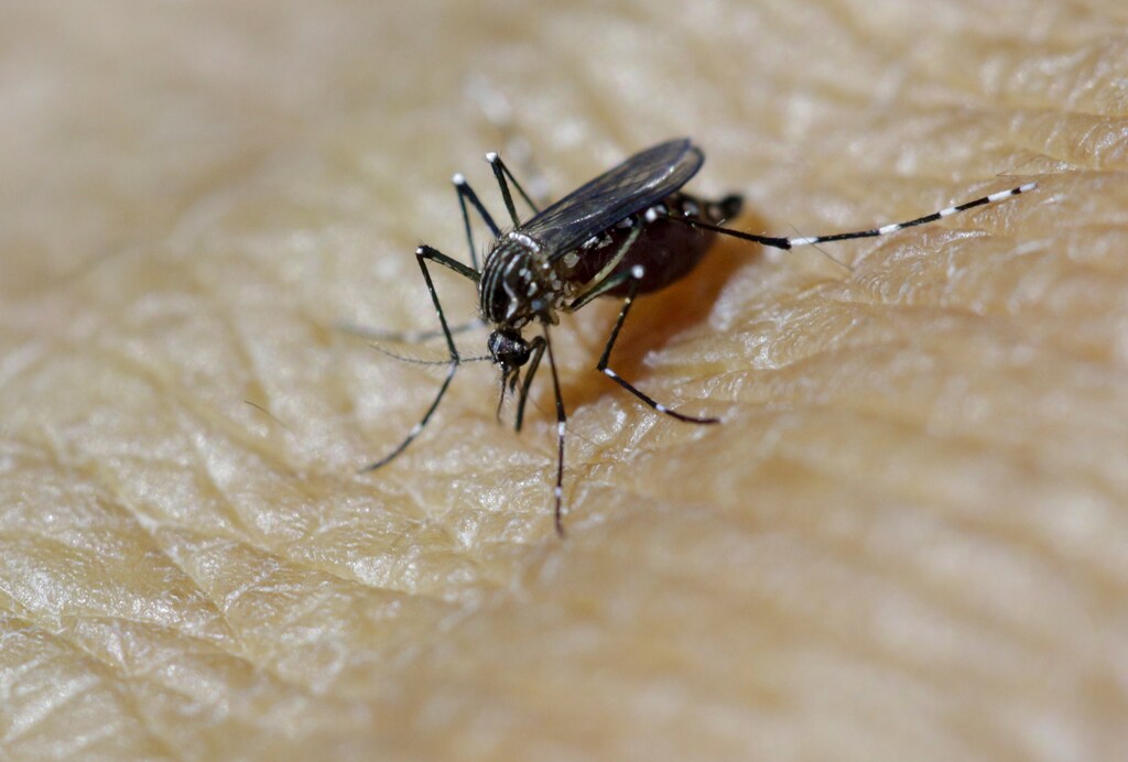 A female Aedes aegypti mosquito is seen on the forearm of a health technician in a laboratory conducting research on preventing the spread of the Zika virus and other mosquito-borne diseases, at the entomology department of the Ministry of Public Health in Guatemala City, February 4, 2016. REUTERS/Josue Decavele - GF10000296284