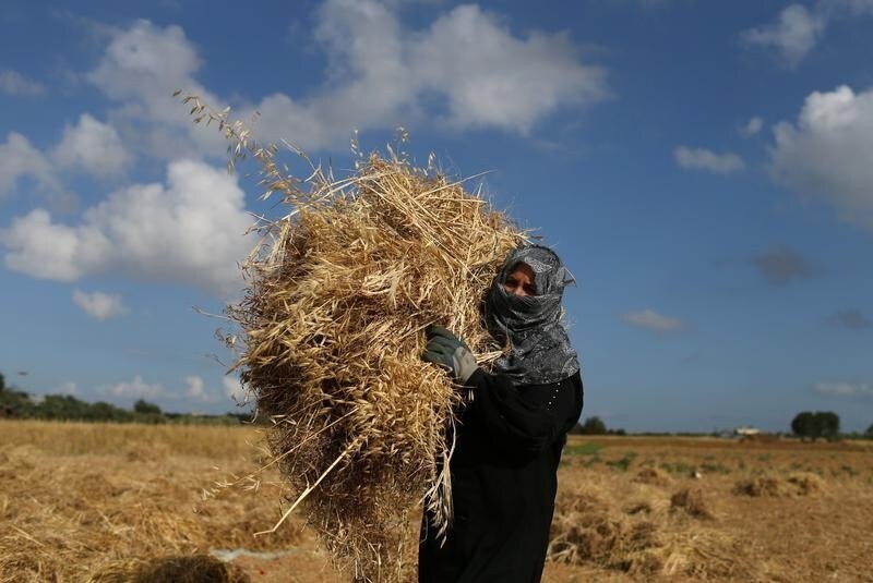 A Palestinian woman harvests wheat on a farm in Khan Younis in the southern Gaza Strip April 23, 2018.