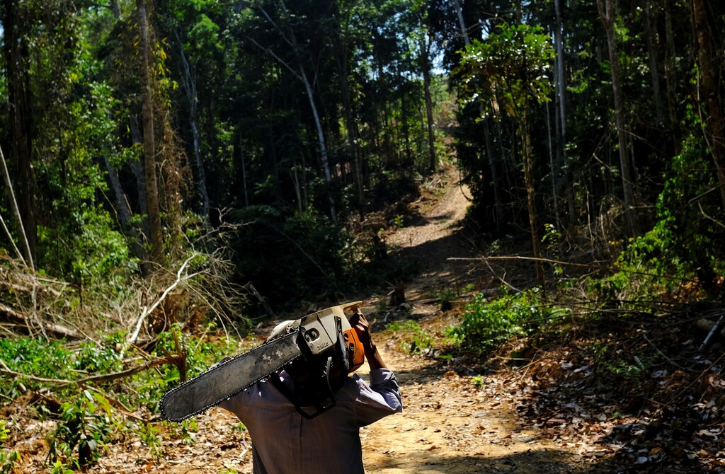 A man carries a chainsaw as he walks in a forest near the municipality of Itaituba, Brazil August 7, 2017. Picture taken August 7, 2017. REUTERS/Nacho Doce - RC157DCD0980