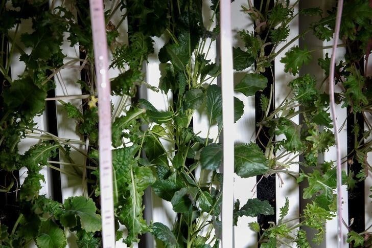 Tuscan and Red Russian Kale are seen growing inside Farmer Erik Groszyk's hydroponic climate controlled farm, one of 10 repurposed 320-square-foot metal shipping containers where entrepreneur farmers enrolled in the "Square Roots" farming program are growing and selling a variety of greens in the parking lot of a former Pfizer factory in the Brooklyn Borough of New York City, U.S. on May 5, 2017. Picture taken May 5, 2017. REUTERS/Mike Segar