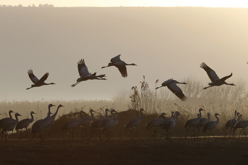 Migrating cranes fly over the Hula Lake Ornithology and Nature Park in northern Israel February 14, 2016. The Hula Valley is a stopping point for hundreds of species of birds along their migration route between the northern and southern hemispheres and during the cold season it becomes one of the largest concentrations of cranes in the world, a spokeperson for the Jewish National Fund said. REUTERS/Baz Ratner - RTX26V0B