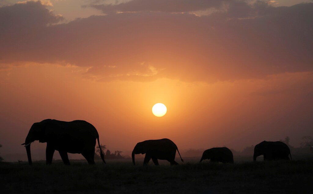 Elephant walk during sunset in Amboseli National park, Kenya August 25, 2016. Picture taken August 25, 2016. REUTERS/Goran Tomasevic - S1BETXRBWFAE