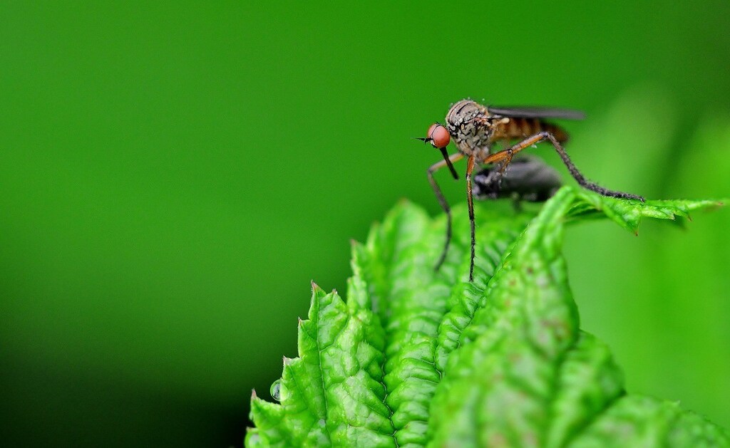 image of a mosquito