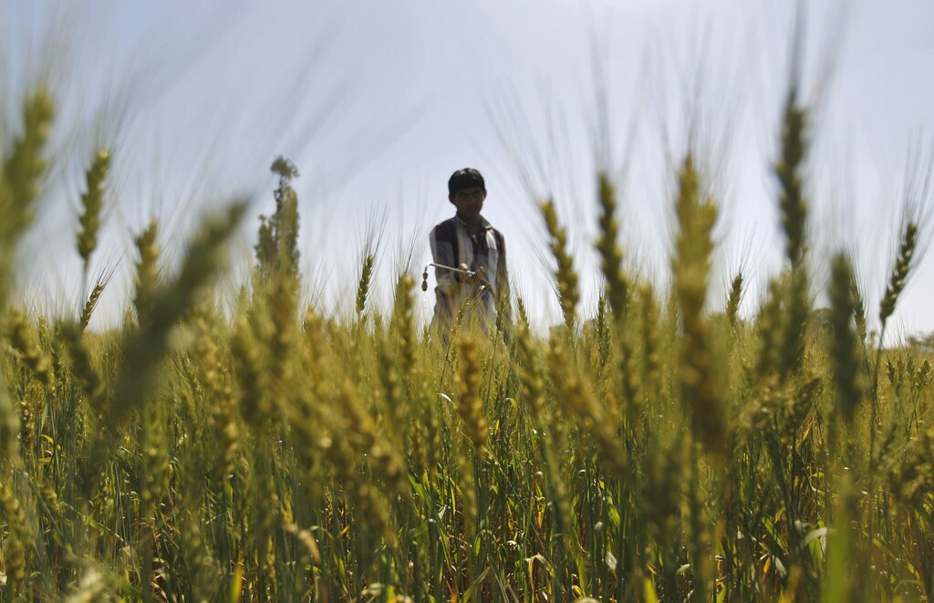 A man sprays fertiliser onto a wheat field on the outskirts of the western Indian city of Ahmedabad February 8, 2013. India plans to cut its fertiliser subsidy bill by at least 15 percent for the fiscal year 2013-14, four sources told Reuters, a move that takes advantage of a fall in international prices to help narrow the country's fiscal deficit.
