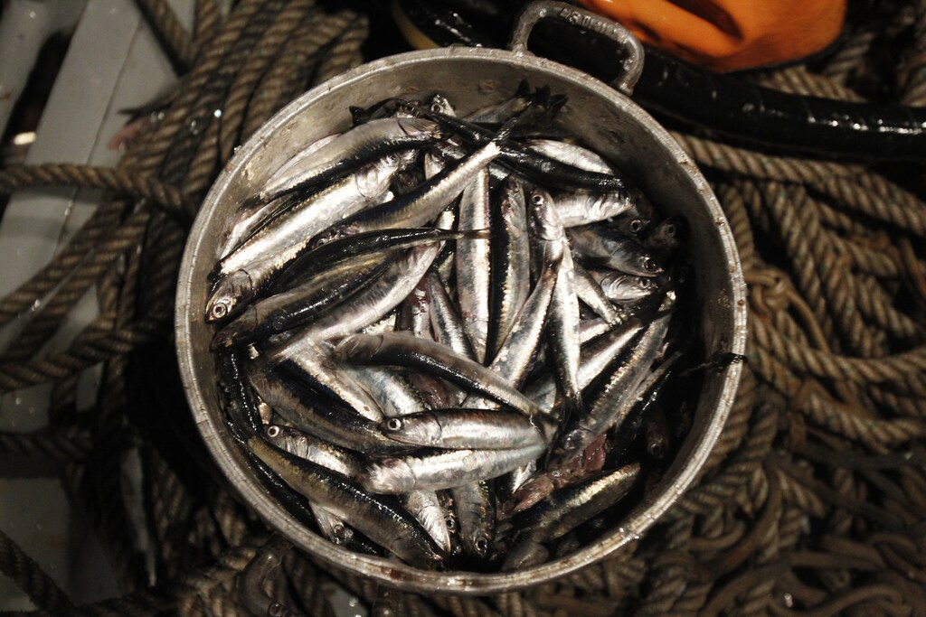 A pot filled with anchovies is seen aboard a fishing boat at the Pacific Ocean, off of Peru's northern port of Chimbote, December 14, 2012. Peru is the world's top fishmeal exporter, producing about a third of worldwide supply. Last year it shipped abroad more than $2 billion in fishmeal and fish oil. The anchovy pulled from Peru's Pacific Ocean is sold as fishmeal that feeds pigs in China and farmed salmon in Europe. It's also squeezed into increasingly popular Omega-3 supplements. The government cut its quota for this summer's anchovy season by 68 percent to 810,000 tonnes, the smallest allowance in 25 years. Picture taken December 14, 2012. REUTERS/Enrique Castro-Mendivil (PERU - Tags: ENVIRONMENT SOCIETY) illegal fishing