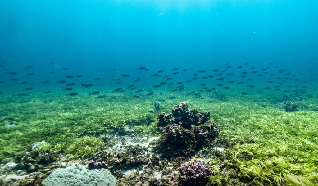 image of a shoal of fish swimming over seagrass at the Saya de Malha bank within the Mascarene plateau