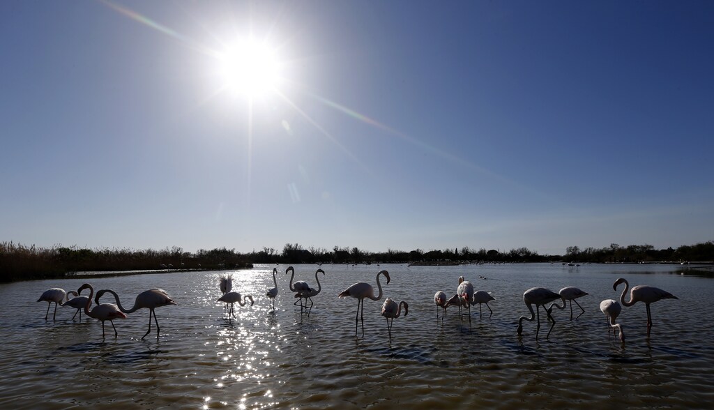 Nature climate change - Camargue
