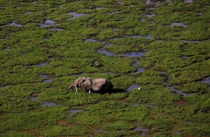 An elephant walks through a swamp in Amboseli National park, Kenya, August 8, 2015. Picture taken August 8, 2015. REUTERS/Goran Tomasevic