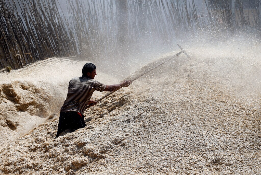 A farmer harvests wheat crop on a field in the El-Menoufia governorate, north of Cairo, Egypt May 16, 2017. REUTERS/Mohamed Abd El Ghany - RTX364R9