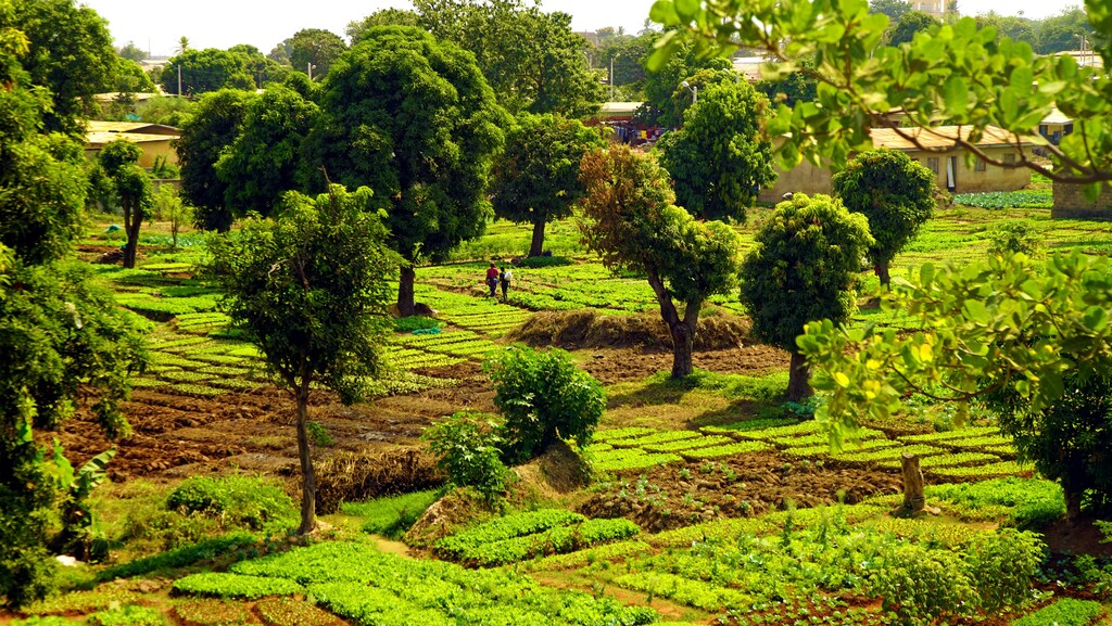 Una zona agrícola en Tenkodogo, región Centro-Este, Burkina Faso, África.