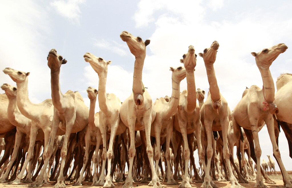 Camels wait for their turn to drink water from a tank near Harfo, 70 km from Galkayo northwest of Somalia's capital Mogadishu, July 20, 2011. The United Nations on Wednesday declared famine in two regions of southern Somalia, and warned that this could spread further within two months in the war-ravaged Horn of Africa country unless donors step in. REUTERS/Thomas Mukoya (SOMALIA - Tags: ANIMALS ENVIRONMENT HEALTH) - GM1E77K1K7A01
